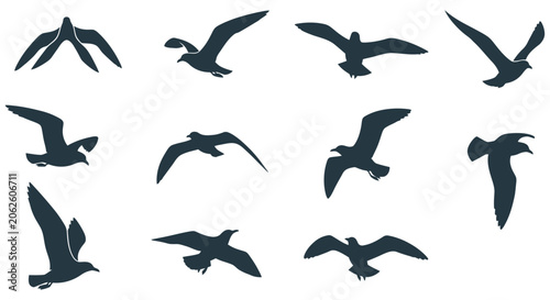 Photography Flying Bird Silhouettes Collection Dark Shapes Against White Background avian