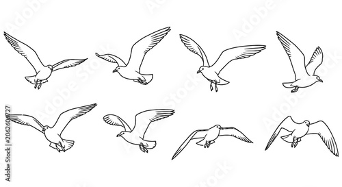 Photography Seagull Line Art Collection Multiple Poses And Wing Positions seabird