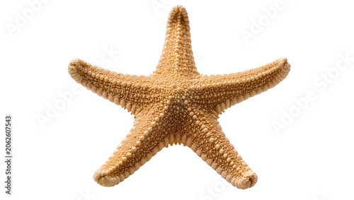 Slika na platnu Orange starfish with five arms and textured surface