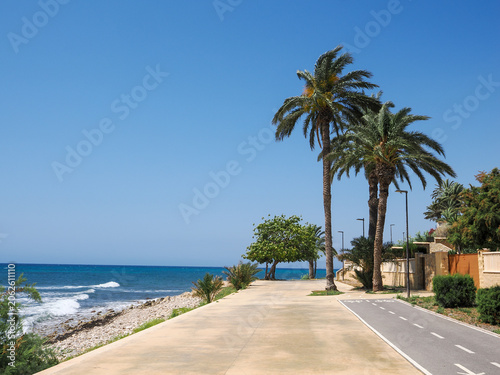 Sunny palm trees in a green park in Alicante, Spain