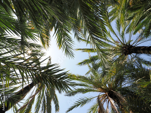Sunny palm trees in a green park in Alicante, Spain