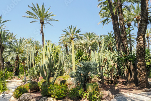 Sunny palm trees in a green park in Alicante, Spain