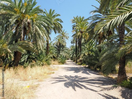 Sunny palm trees in a green park in Alicante, Spain
