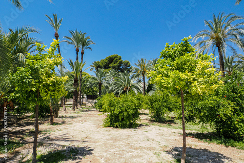 Sunny palm trees in a green park in Alicante, Spain