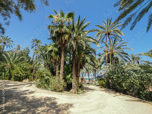 Sunny palm trees in a green park in Alicante, Spain