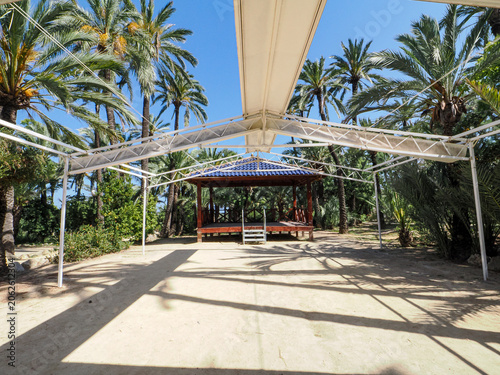 Sunny palm trees in a green park in Alicante, Spain