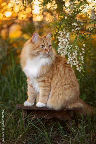 A photo of a ginger fluffy cat next to a flowering acacia tree.