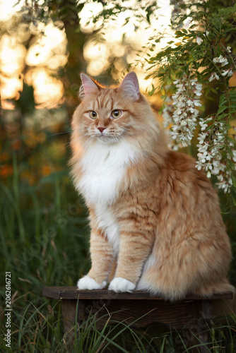 A photo of a ginger fluffy cat next to a flowering acacia tree.