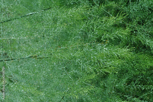 Green Leaves of Plant in Close Up 