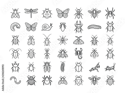 Black and white line drawing illustrations of various insects on white background