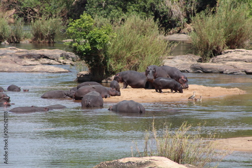Cuadro en lienzo hippopotamus in water