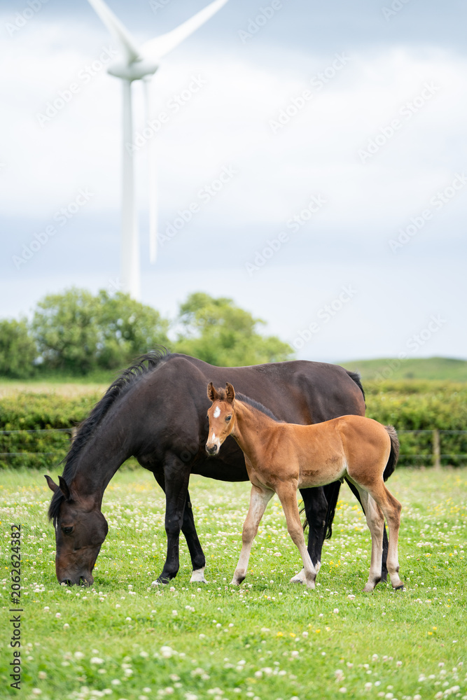 Obraz premium mares & foals, horse in field, equestrian, freedom, nature, animal, wildlife, outdoor
