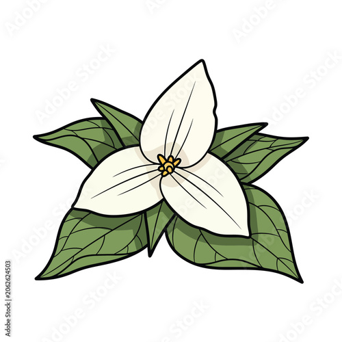 Obraz na plátně White Flower with Green Leaves Illustration.
