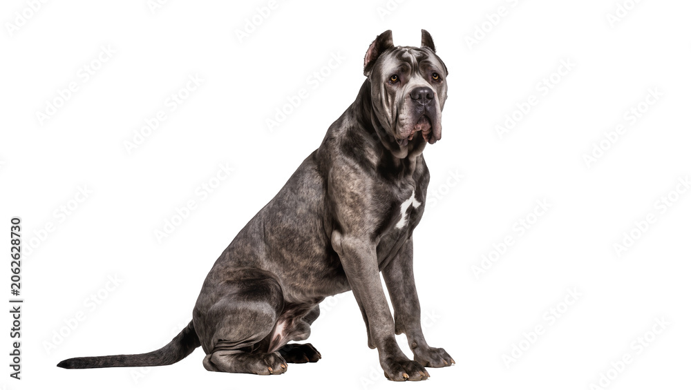 Foto Cane Corso dog sitting grey brindle coat, alert expression