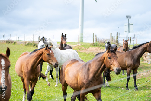 mares & foals, horse in field, equestrian, freedom, nature, animal, wildlife, outdoor