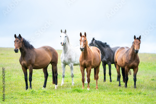 mares & foals, horse in field, equestrian, freedom, nature, animal, wildlife, outdoor