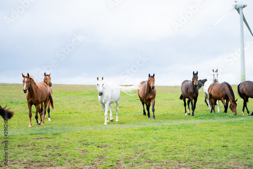 mares & foals, horse in field, equestrian, freedom, nature, animal, wildlife, outdoor