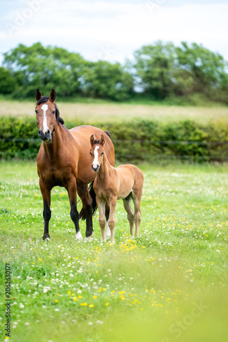 galloping horse, horse in field, equestrian, freedom, nature, animal, wildlife, outdoor
