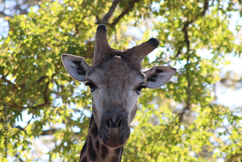 Cuadro en lienzo giraffe in the wild