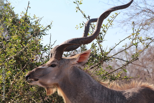 deer in the wild
