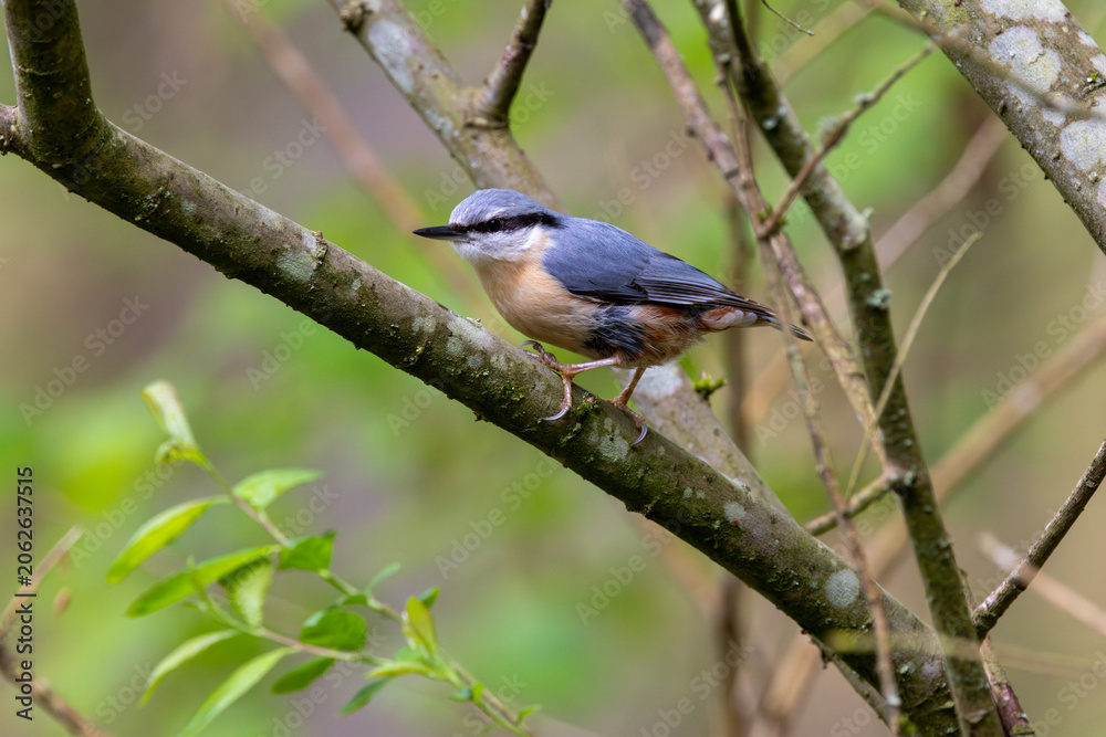 Fototapeta premium Eurasian Nuthatch on a Mossy Spring Branch