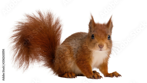 Obraz na plátne Red squirrel with bushy tail on white