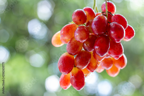 Fresh grapes in focus with blurred background highlighting natural texture color and healthy appeal.