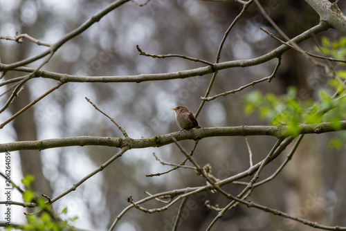 Photography Eurasian Wren on a Lichen Branch