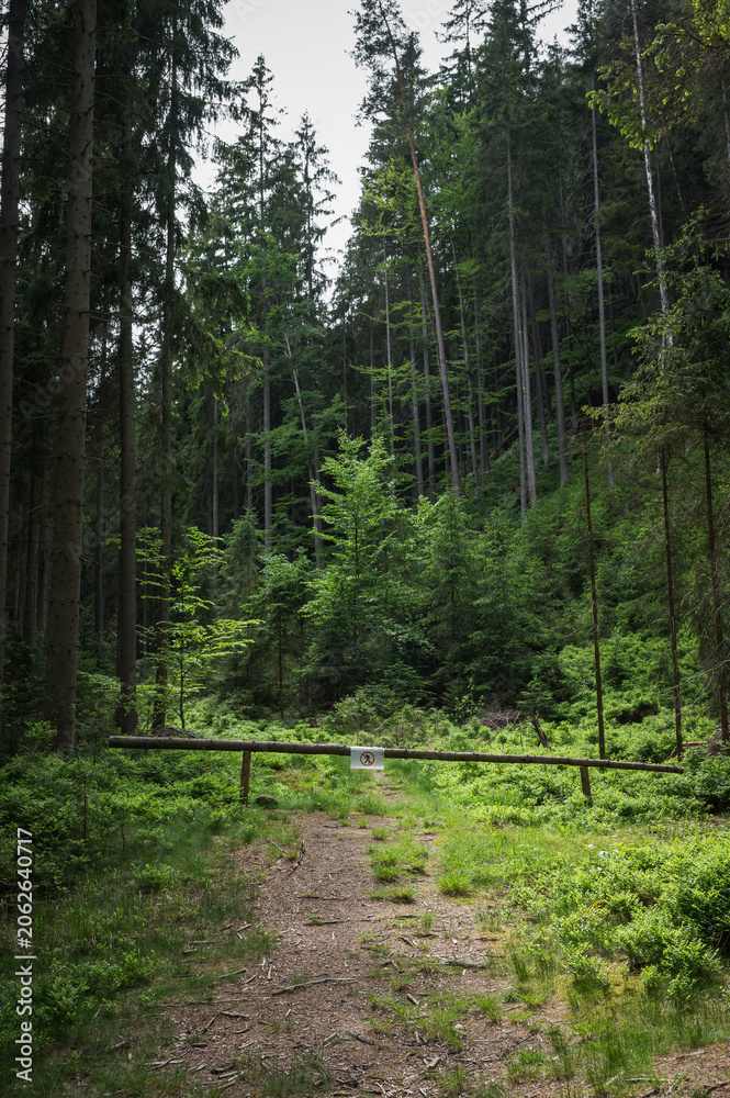 Obraz premium A dirt forest path blocked by a simple wooden log barrier with a 