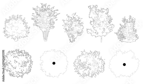 Pack of trees in elevation and plan view for use in architectural drawings - isolated on transparent background