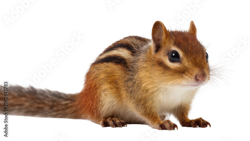 Foto Eastern chipmunk with striped fur and bushy tail