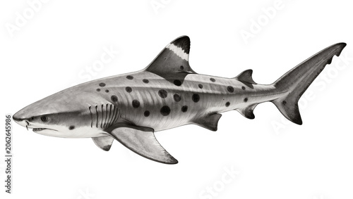 Fotografija Leopard shark with dark spots and striped dorsal fin