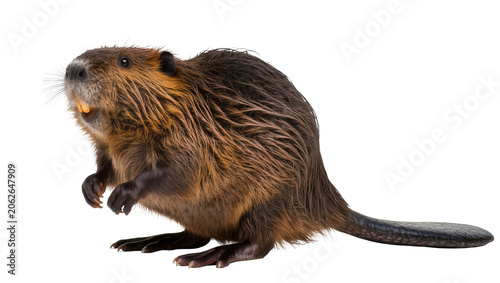 North American beaver with prominent incisors and wet fur