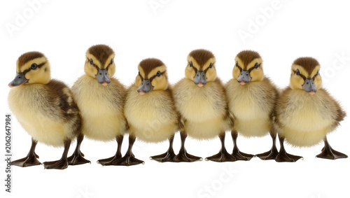 Six fluffy ducklings standing in a row