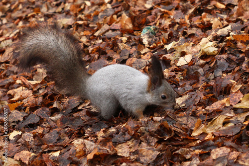 Cute squirrel is walking in a park with autumn leaves and finding food.