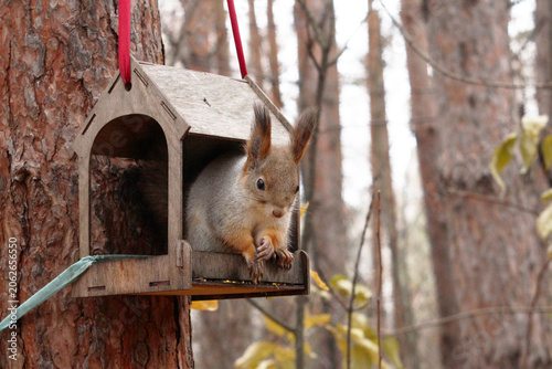 Curious fluffy squirrel sitting in a feeding trough in the forest. Wildlife protection.