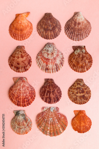 Overhead view on assorted colorful textured seashells on pink background.