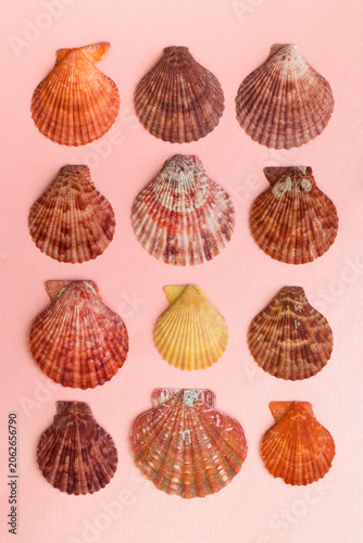 Colorful arrangement of various exotic seashells in pink and yellow hues against pink background.