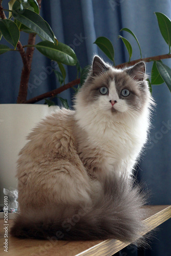 Cute fluffy white and gray cat with blue eyes sitting on a table with bog pot plant at home.