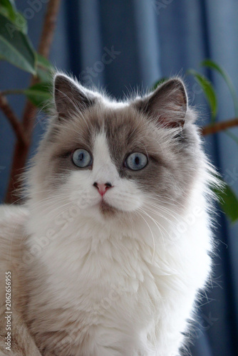 Portrait of fluffy white and gray cat in cozy home interior with pot plant and blue curtains.
