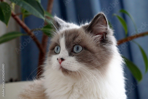 Close up portrait of fluffy white and gray cat with blue eyes in cozy home with pot plant and blue curtains.