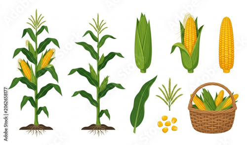 Foto Maize Crop Botanical Vector Illustration with Corn Stalks Leaves and Harvest Cob