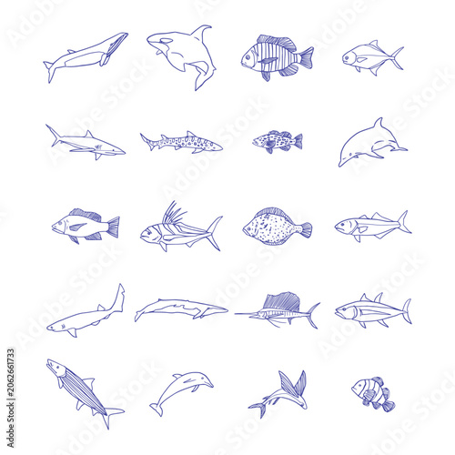 Hand Drawn Marine Animal Species Collection Set