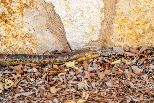 Cuadro en lienzo Kamtan Ha'Horesh legless lizard  scientific name Pseudopus apodus, also known as the European Legless Lizard or Sheltopusik