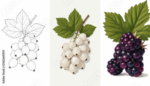 White Currant and Blackberry Clusters with Green Leaves on Light Background