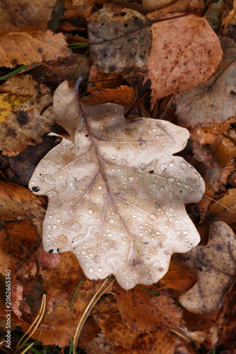 Orange oak leaves after rain on ground with brown dry autumn foliage and needles.