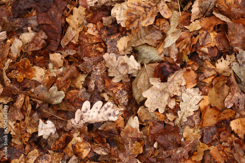 Natural background of the fallen dry orange leaves with drop of water. Brown texture of oak leaves after rain. Autumn mood. Flat lay, selective focus.