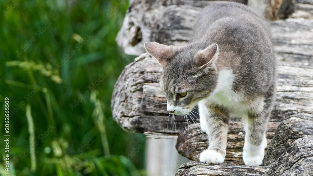 Obraz premium grey and white tabby cat walking carefully on rustic wooden logs