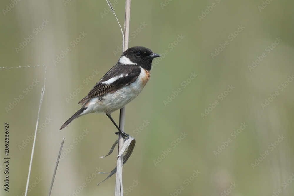 Obraz premium Close-Up of Male Stonechat in Natural Light