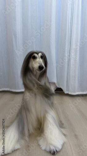 Elegant afghan hound dog sitting long silky fur indoor 